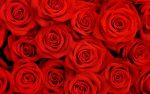 rabstol_net_rose_31