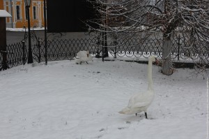 IMG_1372
