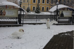IMG_1392