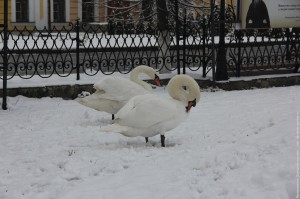 IMG_1398
